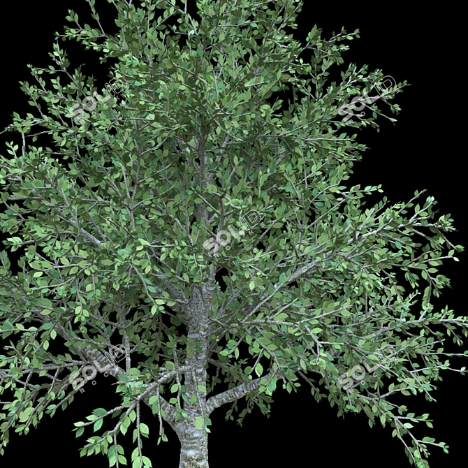 Elegant Cherry Blossom Tree 3D model image 3