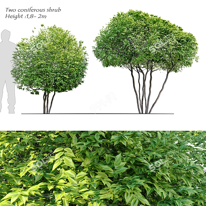 Round Coniferous Shrub Duo 3D model image 1