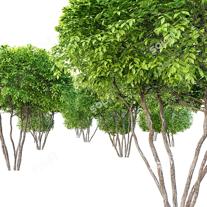 Round Coniferous Shrub Duo 3D model image 2