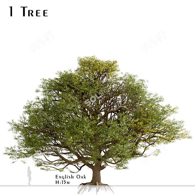 European English Oak Tree (1 Tree) 3D model image 1