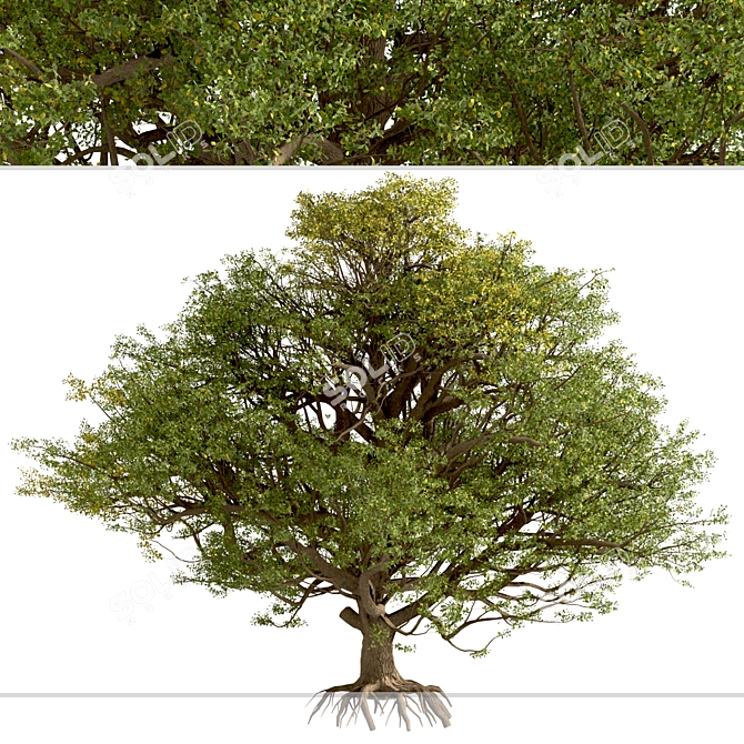 European English Oak Tree (1 Tree) 3D model image 4