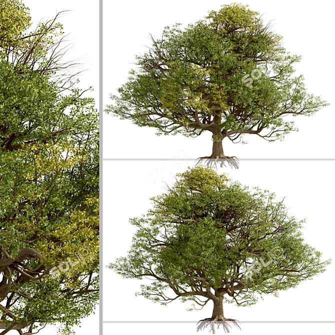 European English Oak Tree (1 Tree) 3D model image 5