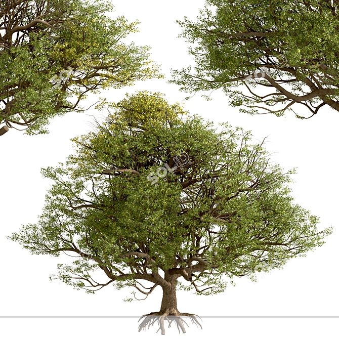 European English Oak Tree (1 Tree) 3D model image 6