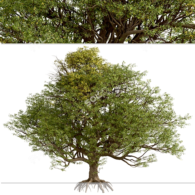 European English Oak Tree (1 Tree) 3D model image 7