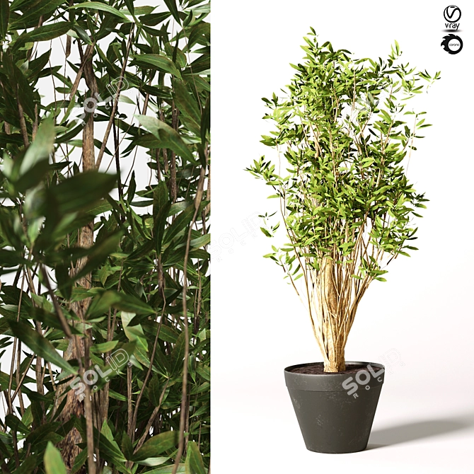 Elegant Artificial Olive Malabar 3D model image 1