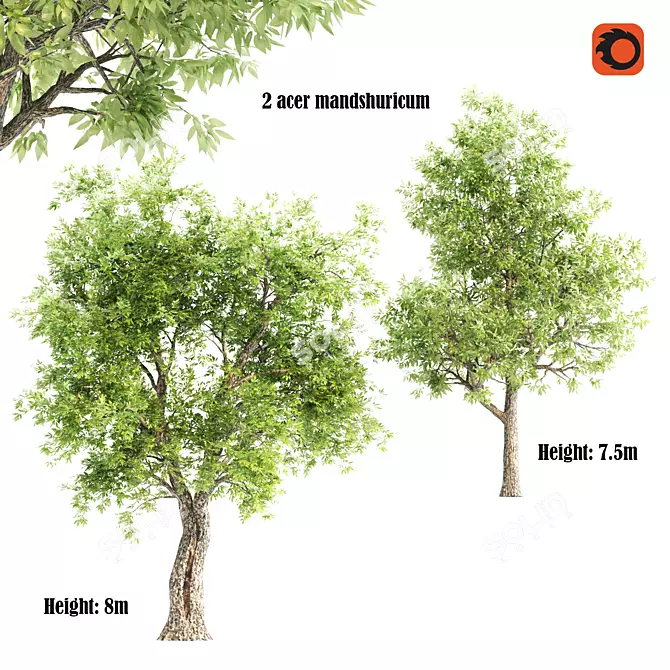 Mandshuricum Acer: Unique Polygon Collection 3D model image 1