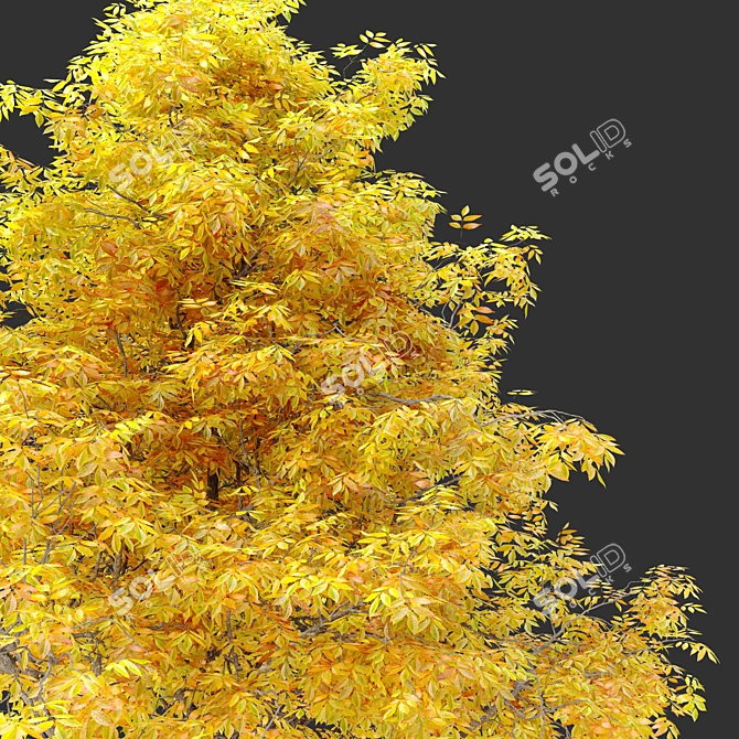 
"Autumn Splendor Ash Tree: 10m Height, Separated Trunk and Leaves, 752k+ Polys, Corona & 3D model image 2