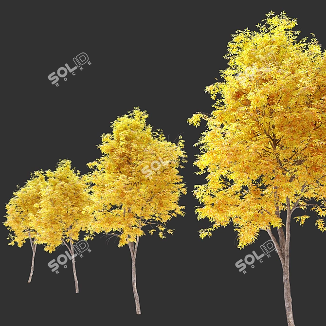 
"Autumn Splendor Ash Tree: 10m Height, Separated Trunk and Leaves, 752k+ Polys, Corona & 3D model image 3