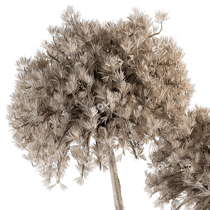 Nature's Delight Dried Plant Bouquet 3D model image 3