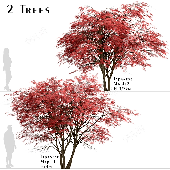 Japanese Maple Tree Set: 2 Acer Palmatum Trees 3D model image 1