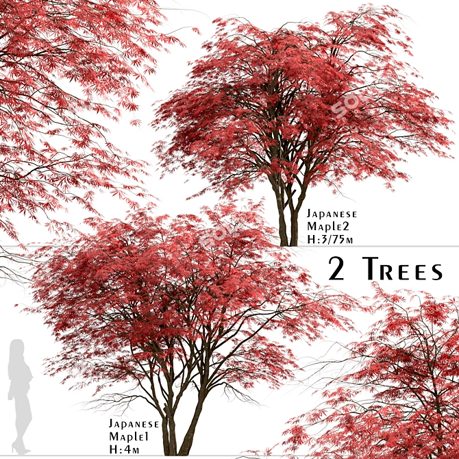 Japanese Maple Tree Set: 2 Acer Palmatum Trees 3D model image 2