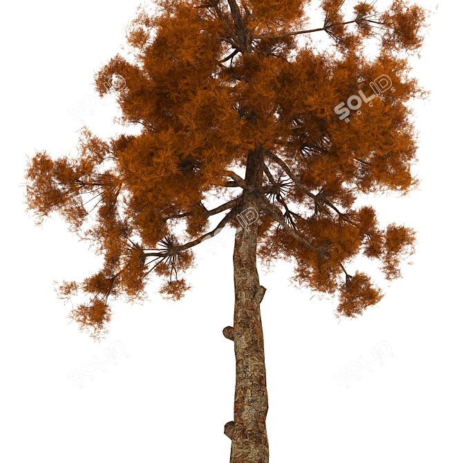 2013 Tree Model: V-Ray Render, 814K Polys 3D model image 2