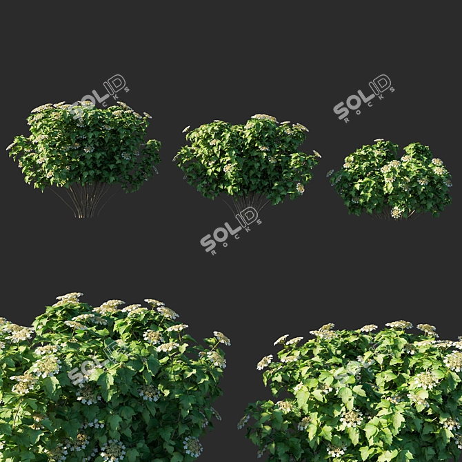 Vibrant Viburnum Opulus 3D Model 3D model image 1