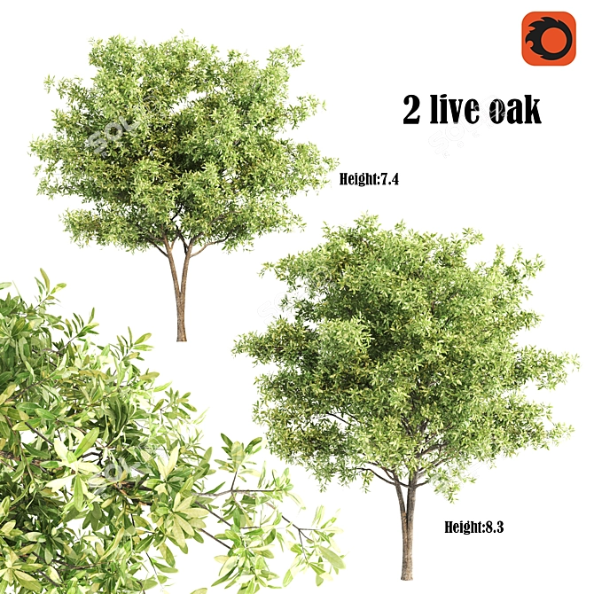 Live Oak Sculpture: 623,022 & 516,552 Polygons 3D model image 1