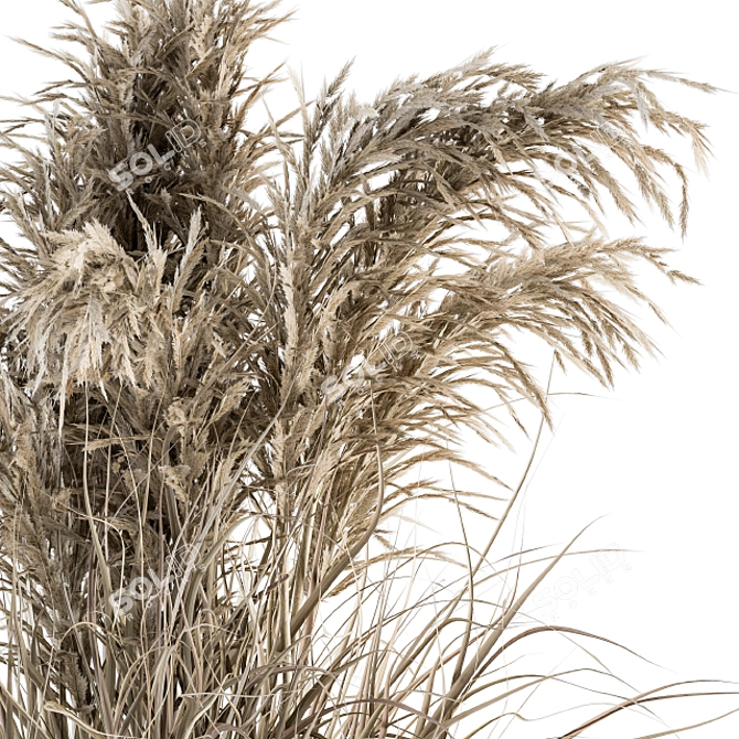 Vintage Dried Plant Set 3D model image 2