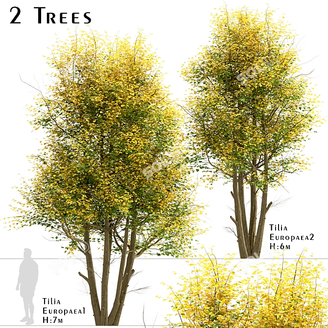 Common Lime Tree Set (2 Trees) 3D model image 5