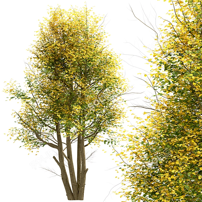 Common Lime Tree Set (2 Trees) 3D model image 8