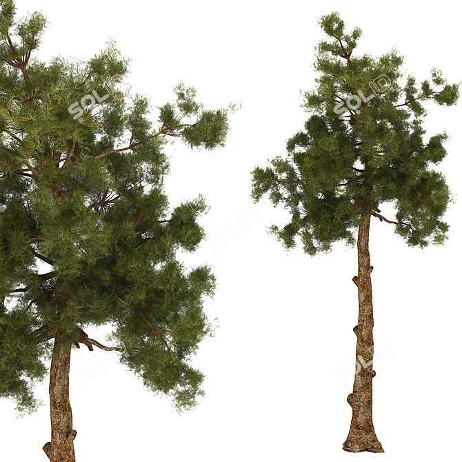 2013 Tree2 - V-Ray Render, 3Ds Max & FBX Formats 3D model image 2
