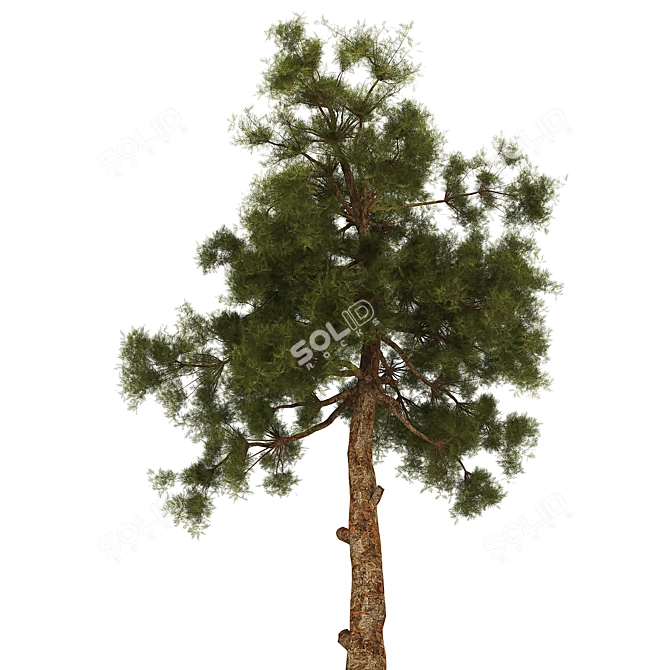 2013 Tree2 - V-Ray Render, 3Ds Max & FBX Formats 3D model image 3