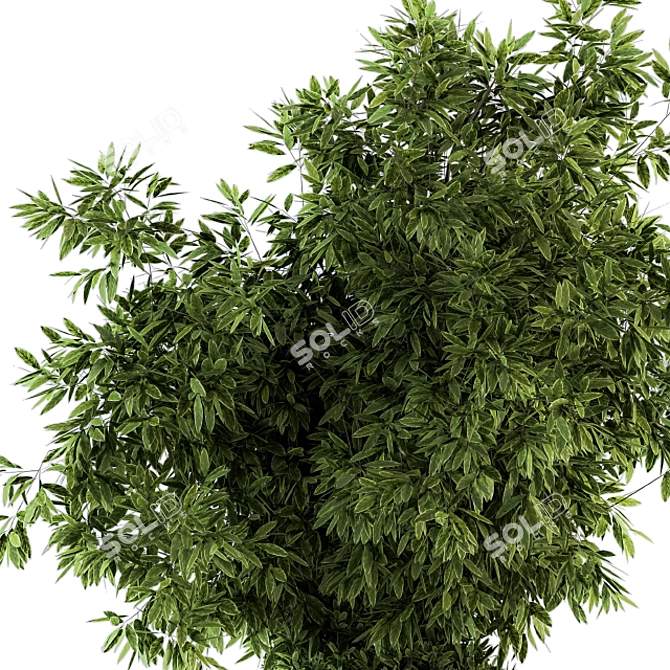 Green and White Indoor Plant Set 3D model image 2