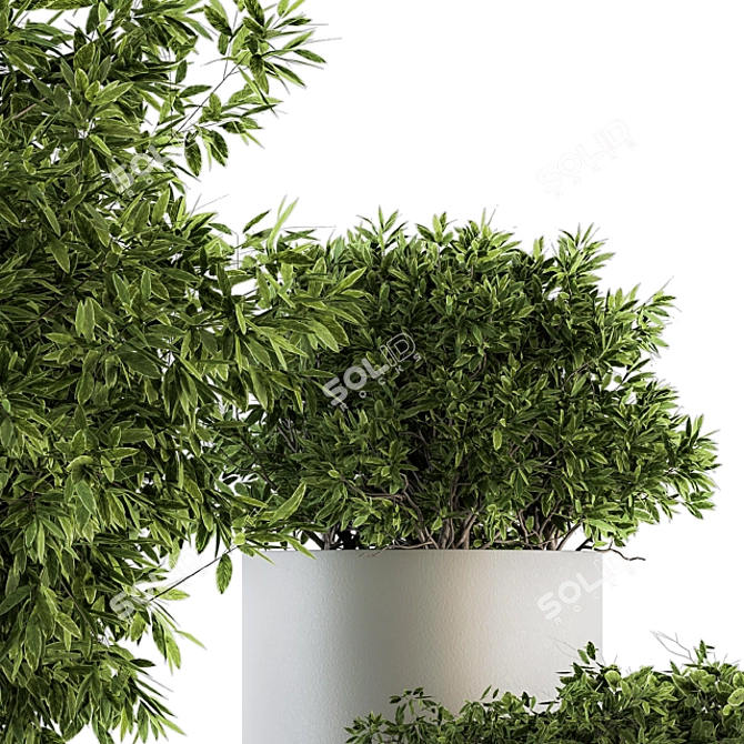 Green and White Indoor Plant Set 3D model image 4