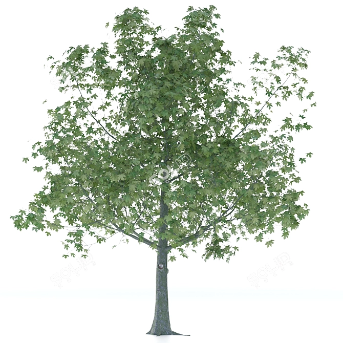 Elegant Maple Tree Sculpture 3D model image 1