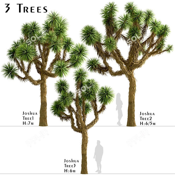 Desert Majesty: Set of 3 Joshua Trees 3D model image 1