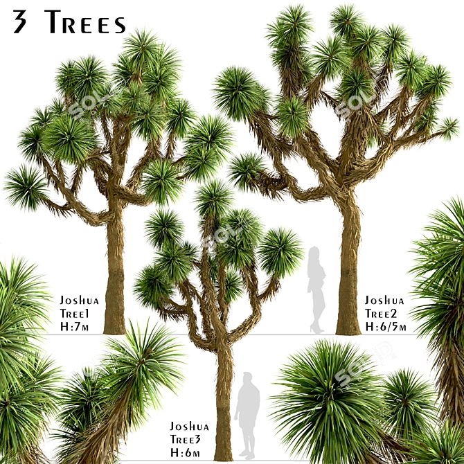 Desert Majesty: Set of 3 Joshua Trees 3D model image 2