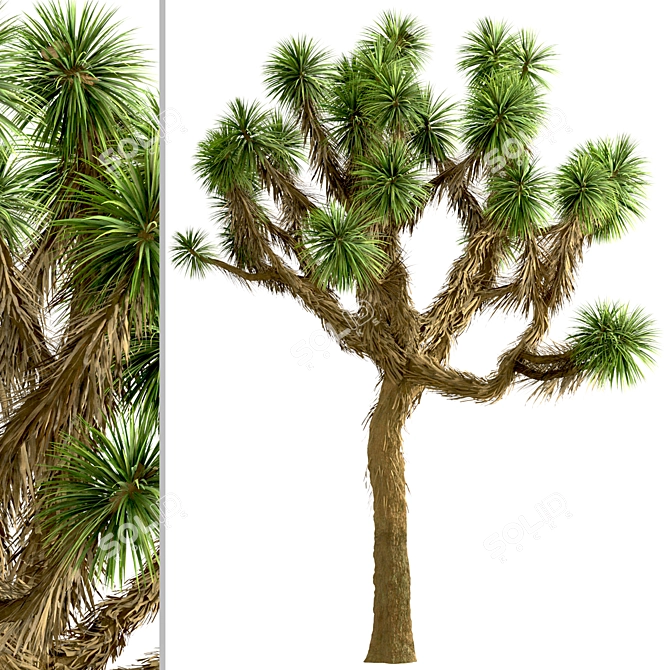 Desert Majesty: Set of 3 Joshua Trees 3D model image 3