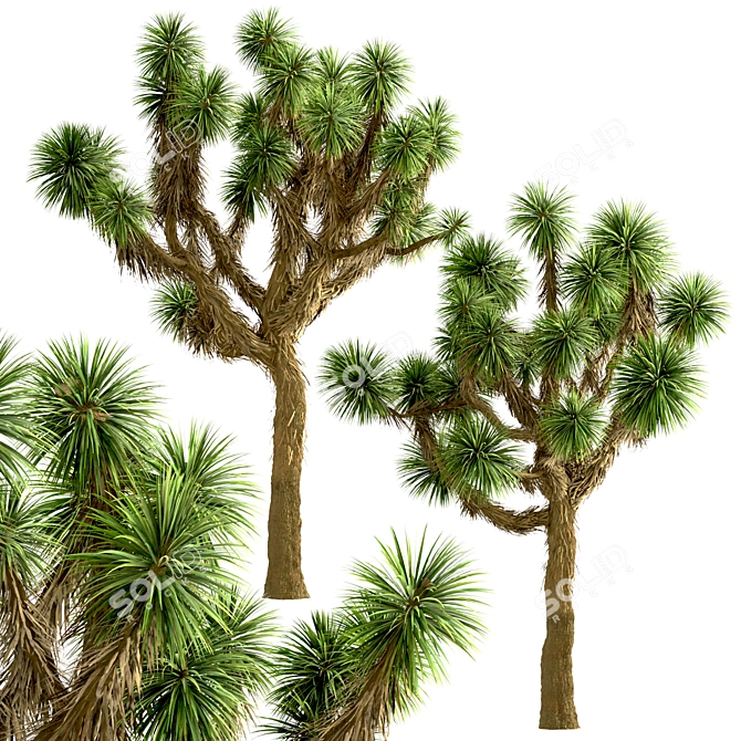 Desert Majesty: Set of 3 Joshua Trees 3D model image 4