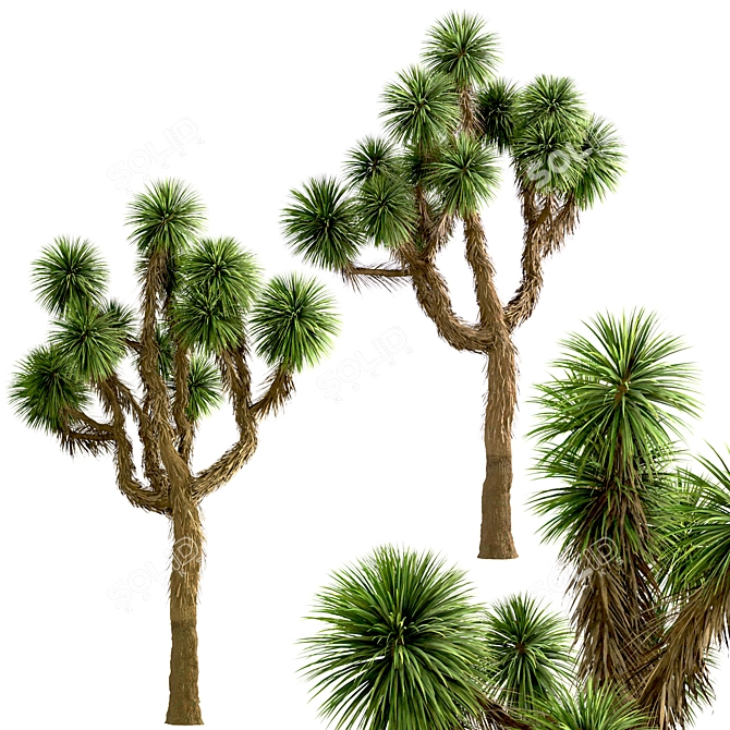 Desert Majesty: Set of 3 Joshua Trees 3D model image 6