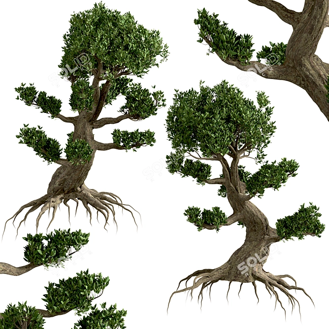 Miniature Bonsai Duo: 2 Enchanting Trees 3D model image 3