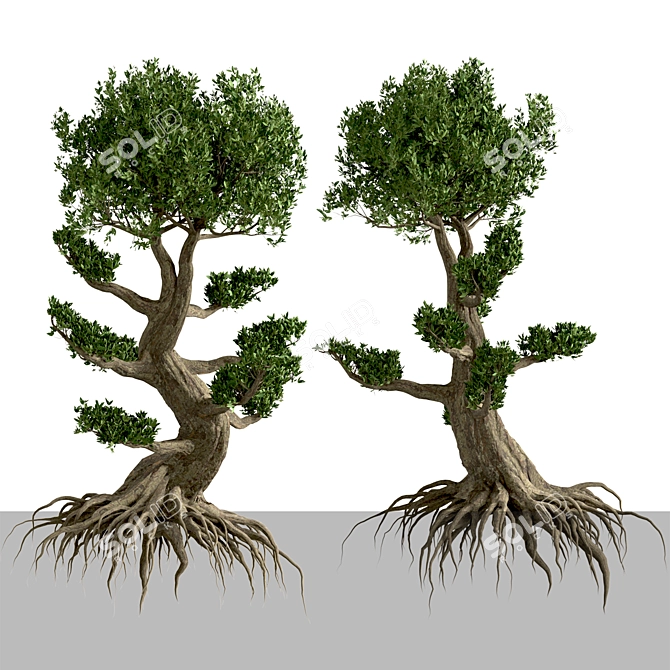 Miniature Bonsai Duo: 2 Enchanting Trees 3D model image 5