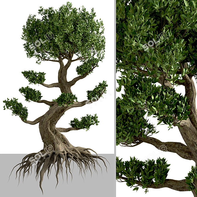 Miniature Bonsai Duo: 2 Enchanting Trees 3D model image 6