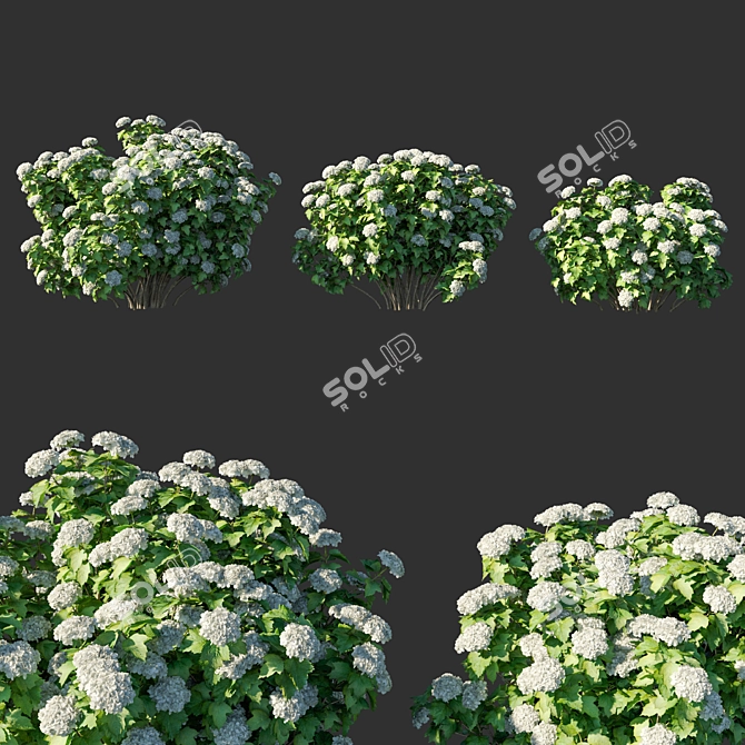 Viburnum Blossom 3D Model 3D model image 1