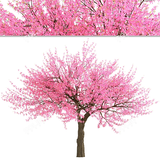Thrive with Eastern Redbud Trees! 3D model image 2