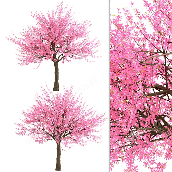Thrive with Eastern Redbud Trees! 3D model image 3