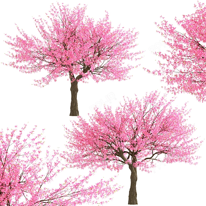 Thrive with Eastern Redbud Trees! 3D model image 4