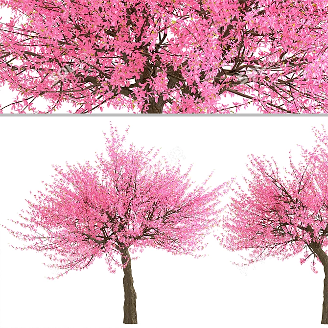 Thrive with Eastern Redbud Trees! 3D model image 5