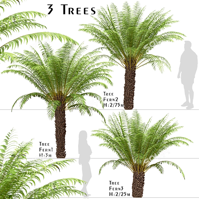 Tropical Tree Fern Trio (3 Trees) 3D model image 1