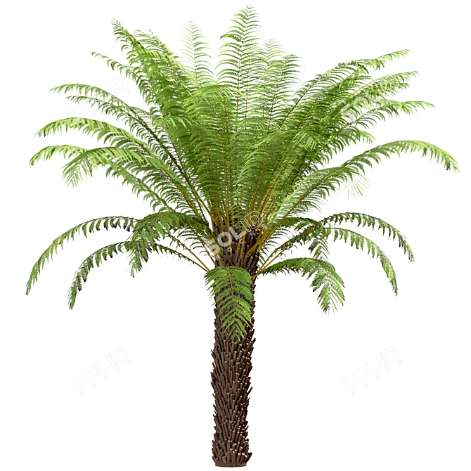 Tropical Tree Fern Trio (3 Trees) 3D model image 2
