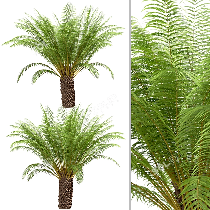 Tropical Tree Fern Trio (3 Trees) 3D model image 3