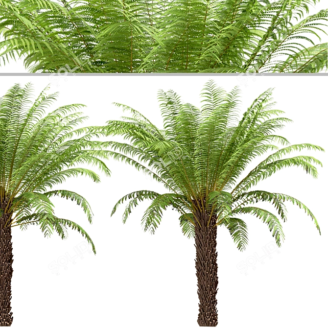 Tropical Tree Fern Trio (3 Trees) 3D model image 5