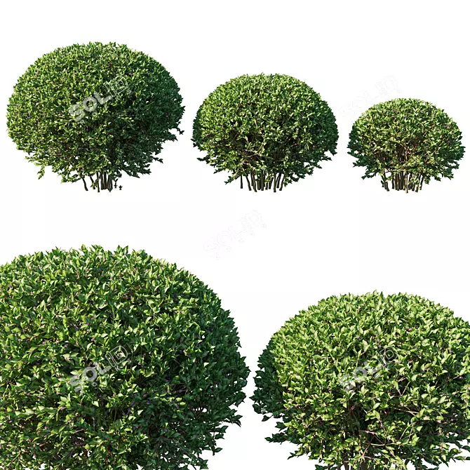 Elegant Abelia Grandiflora Bush 3D model image 1