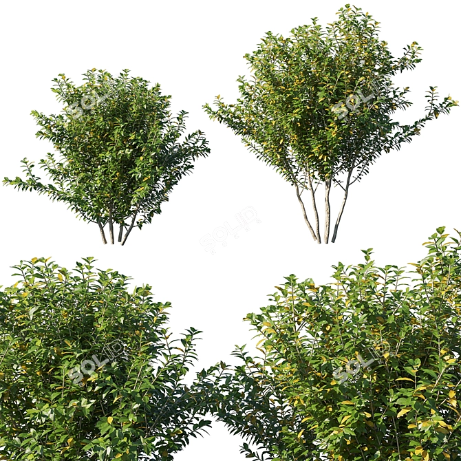 Elegant Myrtle Tree 2013 3D model image 1