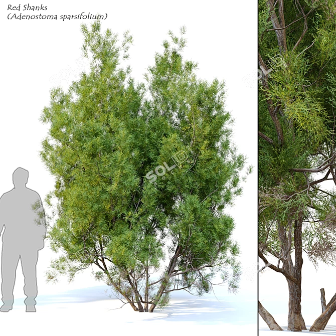 Adenostoma Sparsifolium: Red Shanks Tree 3D model image 1