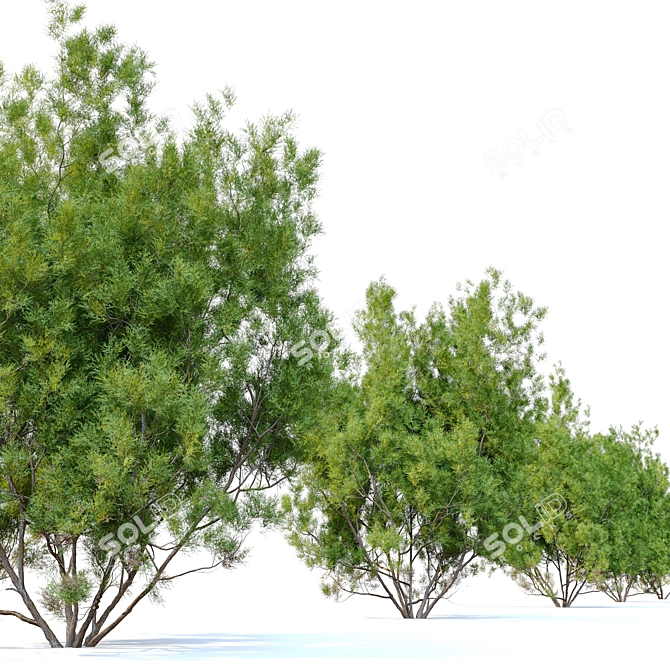 Adenostoma Sparsifolium: Red Shanks Tree 3D model image 2