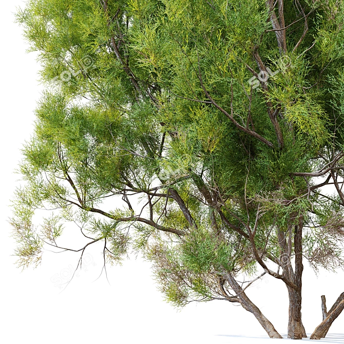 Adenostoma Sparsifolium: Red Shanks Tree 3D model image 3