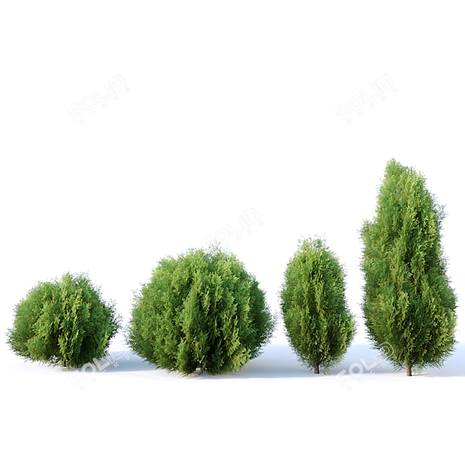  Oriental Arborvitae Set - 4 Bushes 3D model image 2