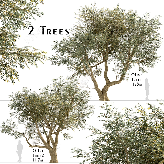 Mediterranean Bliss: Pair of Olive Trees 3D model image 1